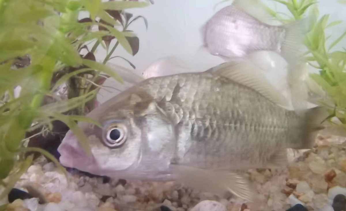 農業品牌設計