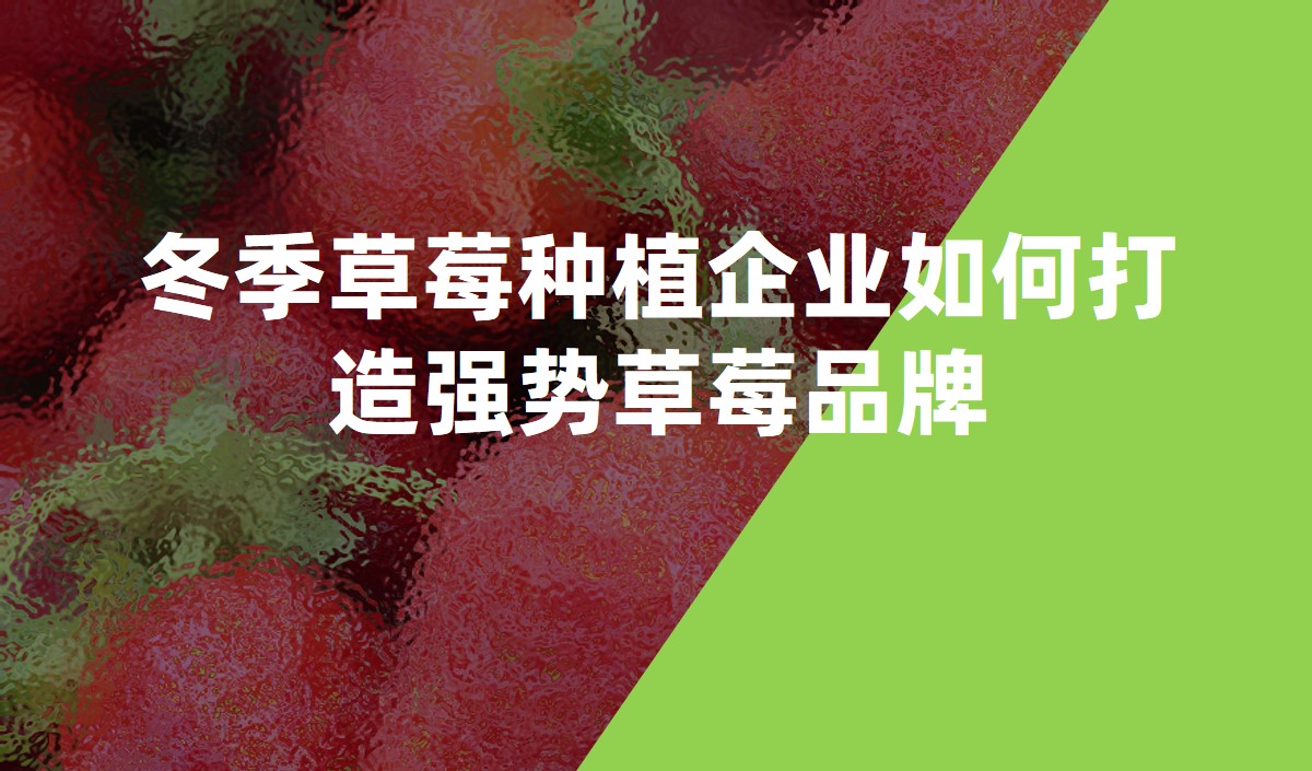冬季草莓種植企業如何打造強勢草莓品牌-農業品牌策劃